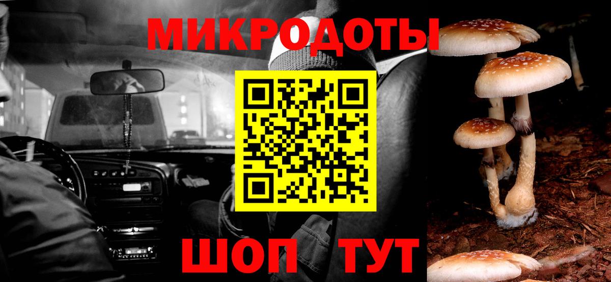 Псилоцибиновые грибы Psilocybe Саранск